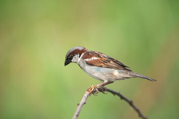 House Sparrow on green background (Male)