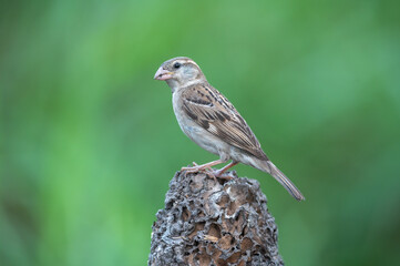 House Sparrow on green background (Female) - 735663744
