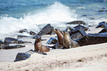 Playful Galapagos Sea Lion Pups