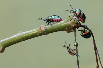 A number of harlequin bugs are looking for food on the branches of the jatropha tree. This...