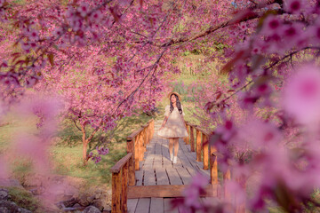 sakura flower and landscape