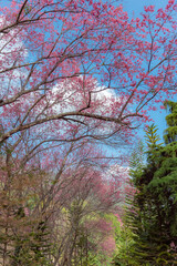 sakura flower and landscape