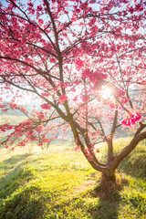sakura flower and landscape