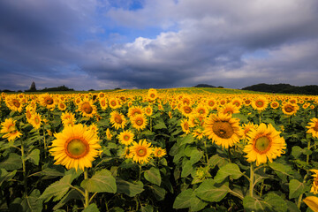 Obraz premium field of sunflowers