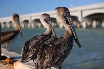 pelicans on the pier