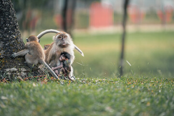 playtime guardian the long tailed macaque with the little ones