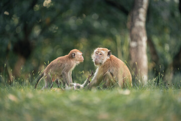 long tailed macaque shows parental love by accompanying their offspring