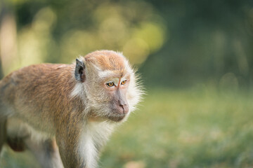 close up of a long tailed macaque strolling gracefully in nature