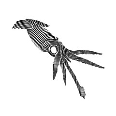 Simple line art illustration of squid 1