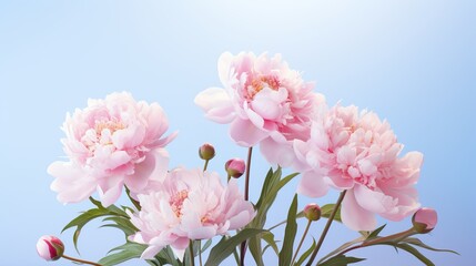 Pink peony flowers flying to beautiful bouquet on light blue background