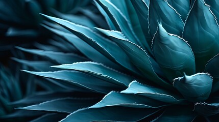 Agave cactus, abstract natural pattern background, dark blue toned