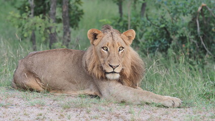 Male Lion in Kruger National Park on the road  © Bernhard Bekker