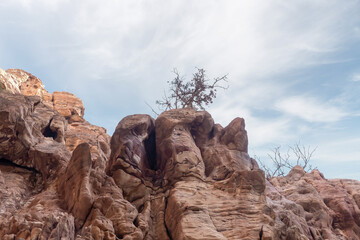 A lonely dry bush grows from the mountain on the sides of the gorge of the tourist route of the gorge Wadi Al Ghuwayr or An Nakhil and the wadi Al Dathneh near Amman in Jordan
