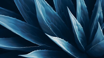 Closeup agave cactus, abstract natural pattern background and textures, dark blue toned