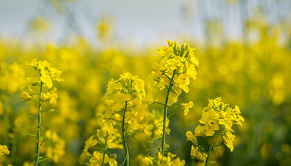 Obraz premium Yellow Rapeseed flowers close-up, selective focus. Blooming canola, colza plant. Nature background. Agriculture industry.