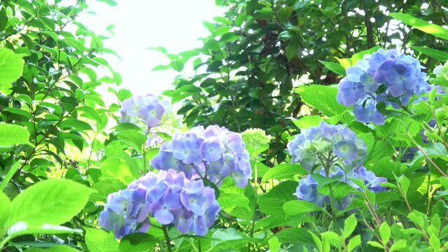 風に揺れる青紫色の紫陽花のクローズアップとキラキラ木漏れ日 4K