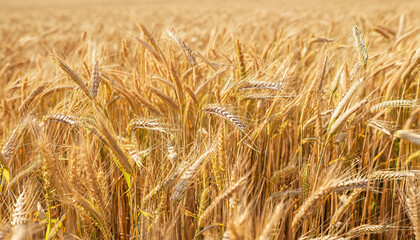 Wide Angle Golden Rye field Background. Ripe ears of rye close up. Grain agriculture. Beautiful Panoramic Summer Wallpaper or Web Banner