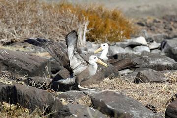 Galapagos Juvenile Waved Albatross Getting Ready to Leave the Nest and Take First Flight