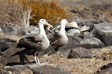 Galapagos Juvenile Waved Albatross Getting Ready to Leave the Nest and Take First Flight