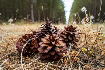 Pine cones on the forest floor