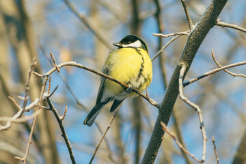 A great tit bird sits high on a tree branch in a winter park.
