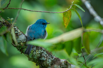 An indigo flycatcher eumyias indigo perching on a mossy tree branch at Mount Lawu montane forest East Java, natural bokeh background