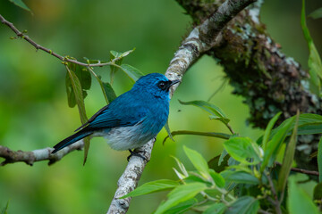 An indigo flycatcher eumyias indigo perching on a mossy tree branch at Mount Lawu montane forest East Java, natural bokeh background