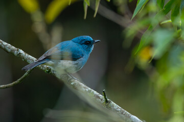 An indigo flycatcher eumyias indigo perching on a mossy tree branch at Mount Lawu montane forest East Java, natural bokeh background