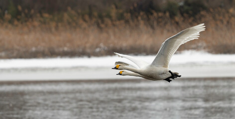 湖面の上を飛翔する白鳥