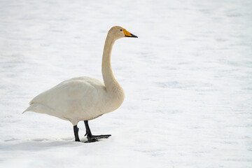 雪の上を歩く白鳥