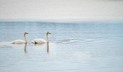 冬の日差しを浴びて雪のある湖面を並んで泳ぐ白鳥