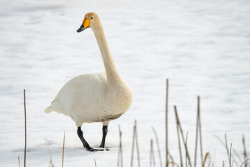 雪の上を歩く白鳥