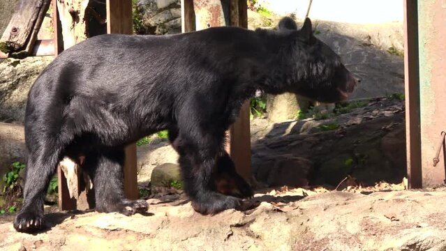 Male Asian black bear pacing back and forth, walking around repeatedly. 4K