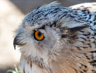 Portrait of an owl in the zoo