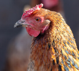 Portrait of a chicken on a farm
