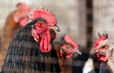 Portrait of a chicken behind a metal mesh