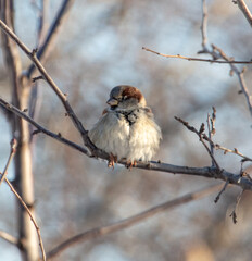 Portrait of a sparrow on a tree branch
