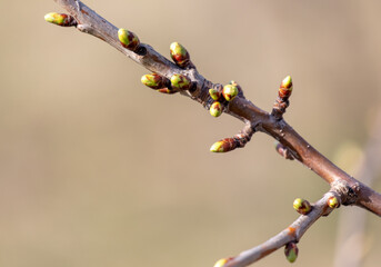 Swollen cherry buds on a branch in spring