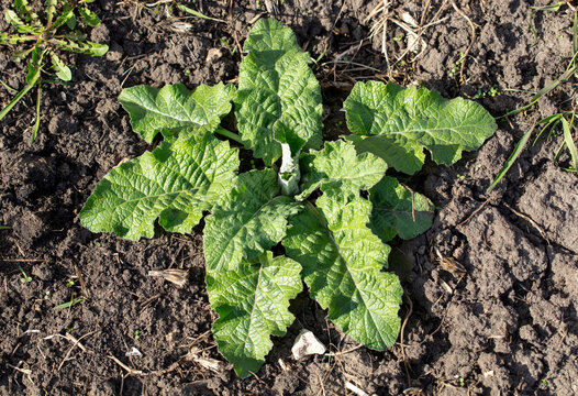 Large leaves of a herbaceous plant on the ground in spring