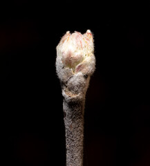 Swollen buds of an apple tree on a branch in spring. Macro