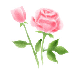 pink rose isolated on white