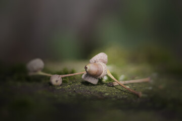 Wild forest flowers