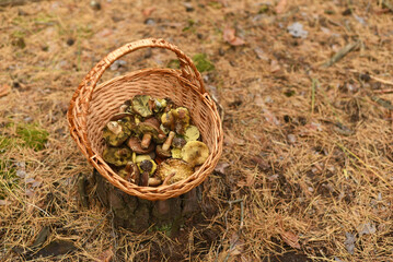 Basket of Polish mushrooms in the forest