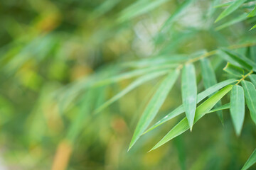 Fototapeta na wymiar Bamboo leaves in fresh clear morning air. A serene in green nature atmosphere of beautiful bamboo forest. Blurred greenery image in cool tone for background and wallpaper.