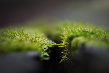 the beauty of nature