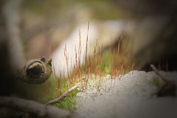 the beauty of nature