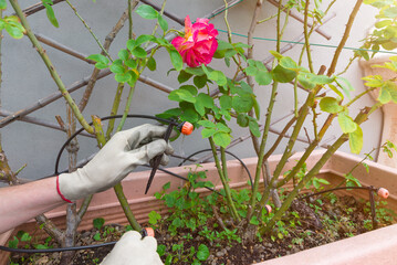 Home gardening. Watering potted plants. Drip irrigation system and dripper in flower pot with rose plants with a man checking the irrigation system