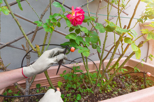 Home gardening. Watering potted plants. Drip irrigation system and dripper in flower pot with rose plants with a man checking the irrigation system