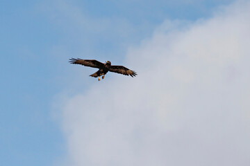 Galapagos Islands Hawk in Flight and Hunting for Food on the Ground