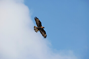 Galapagos Islands Hawk in Flight and Hunting for Food on the Ground